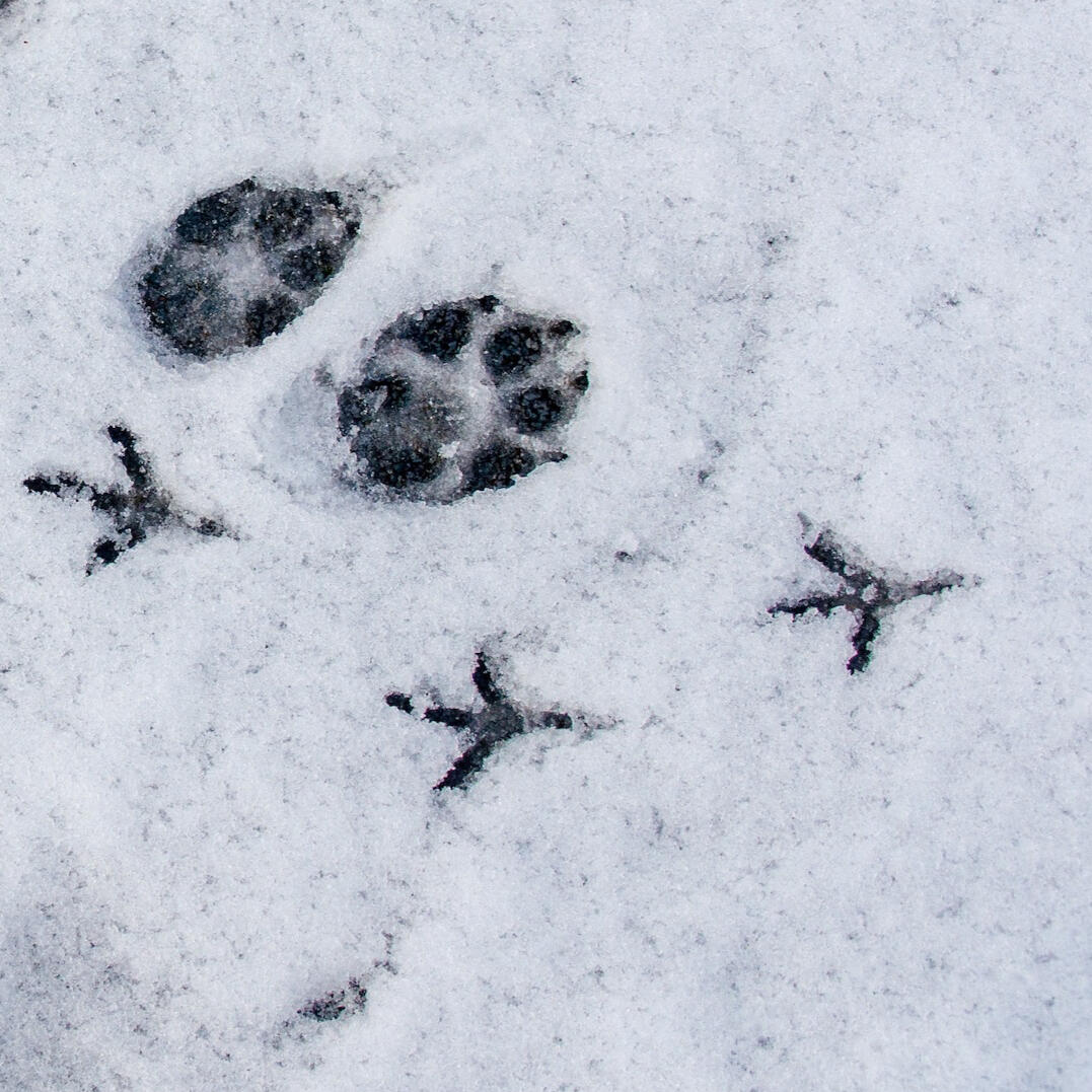 paw prints in snow paw prints in snow
