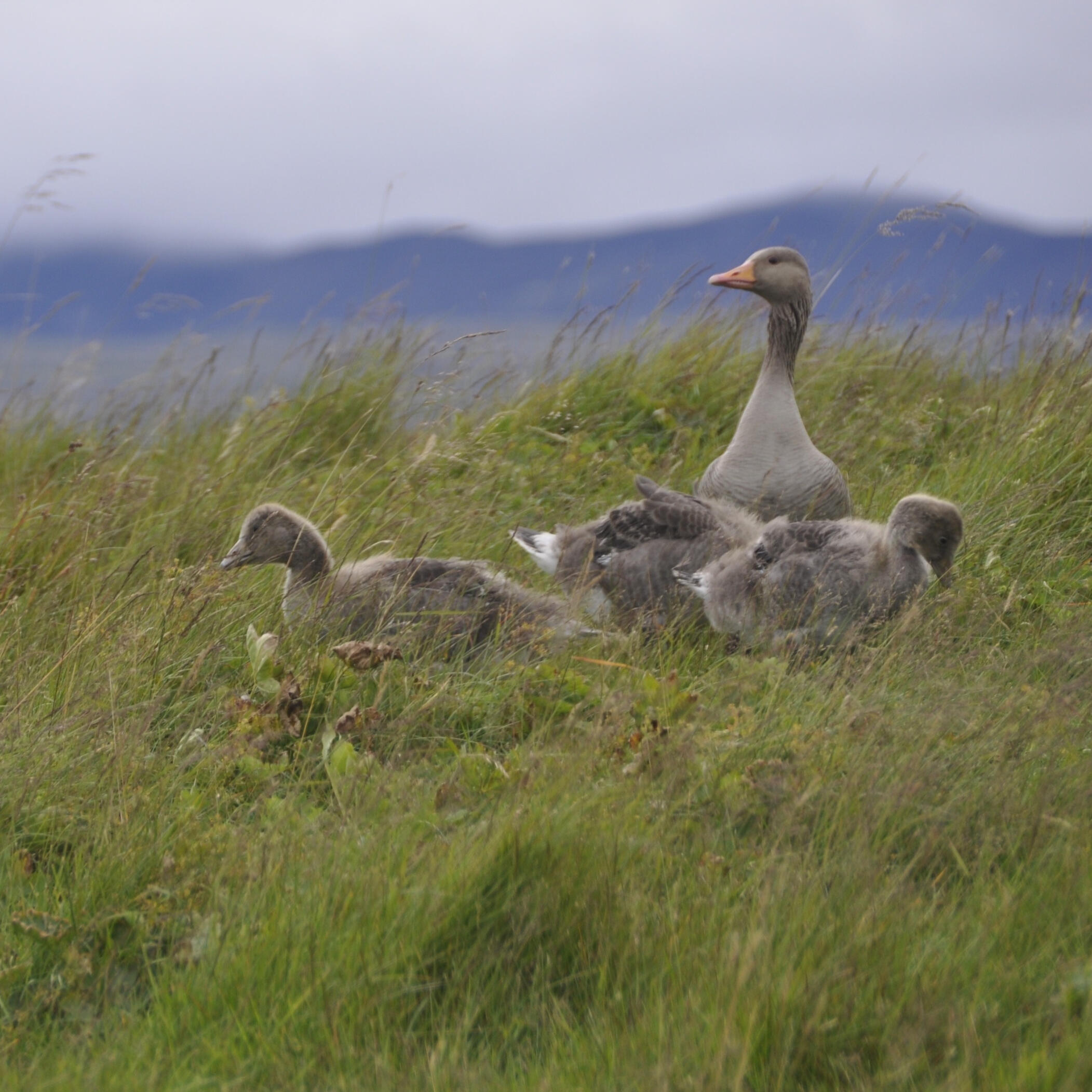 geese in a meadow geese in a meadow