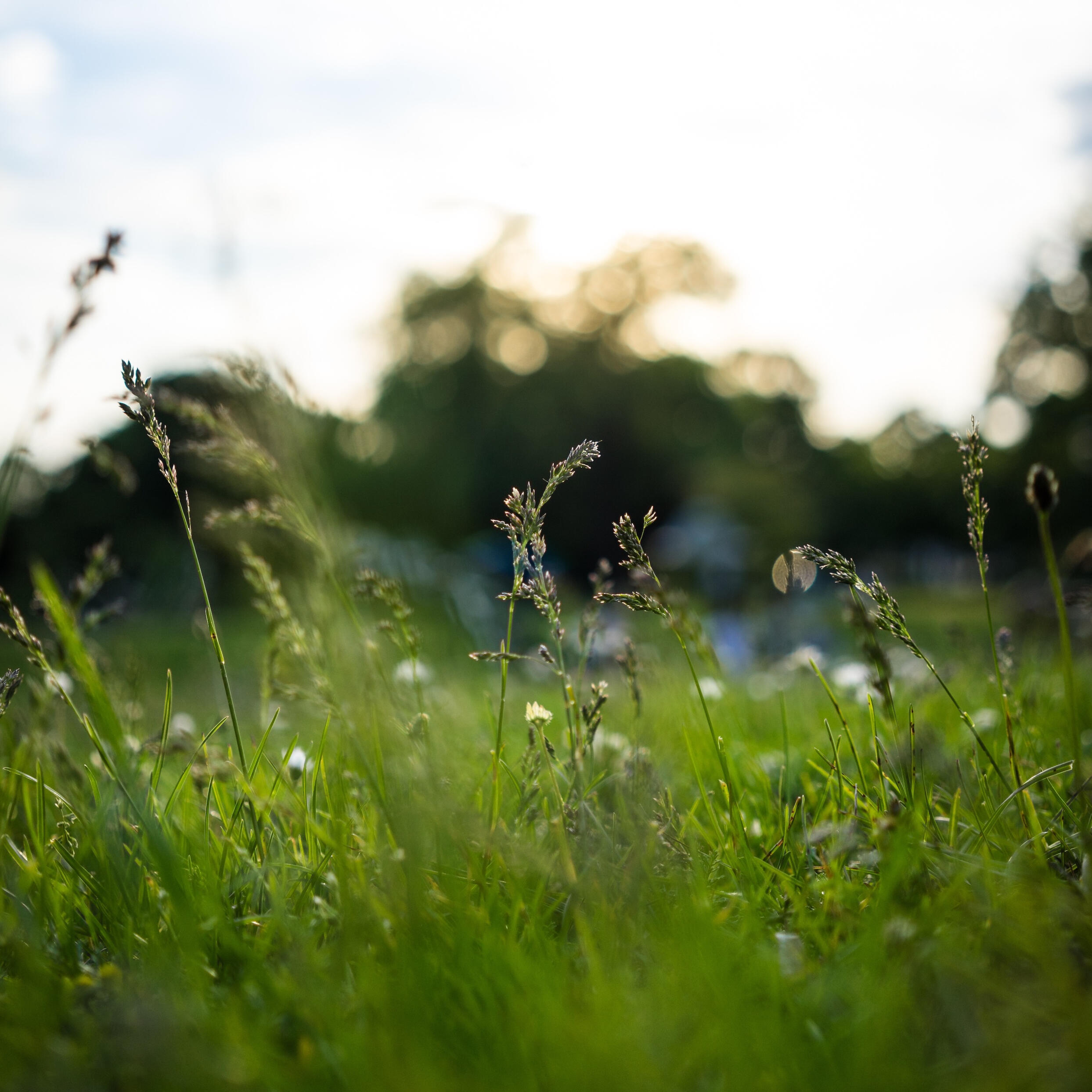 grass blades grass blades